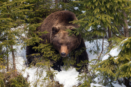 在冬季森林中的野生棕熊