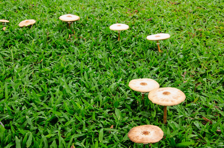 秋季森林有毒蘑菇特写