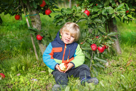 两年来，在一片果园采摘红苹果蹒跚学步的小男孩