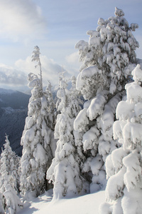 雪下的冷杉