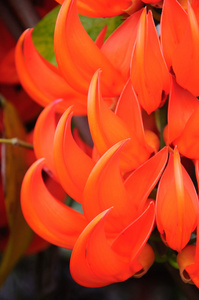 newguinea 履带板，黧 bennettii 的橙黄色的花