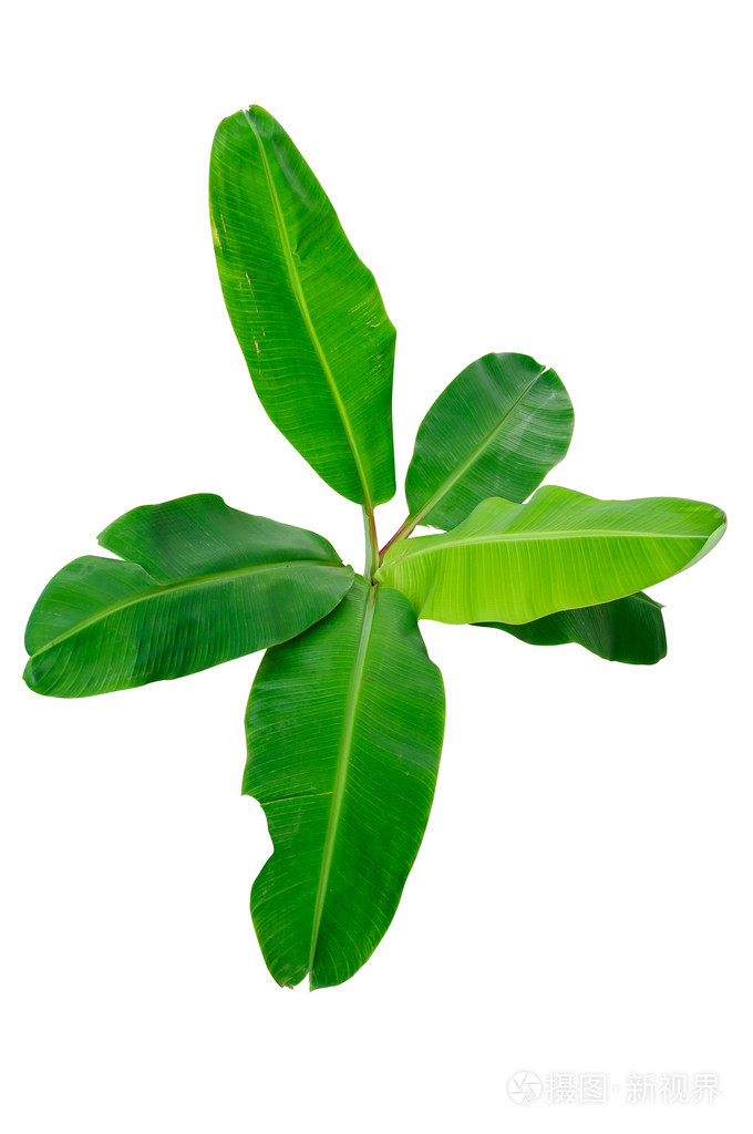 有大叶子的香蕉树