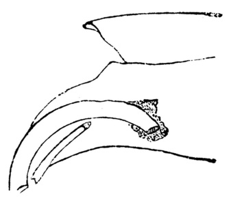 野兔上门牙, 复古刻插图。动物的自然历史, 1880
