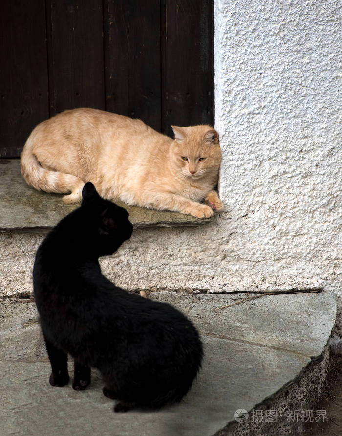 两只可爱的猫在一起玩耍.猫户外