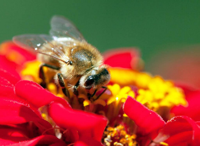 蜜蜂或蜜蜂的细节在拉丁蜜蜂, 欧洲或西部蜂蜜蜂授粉红色和黄色花