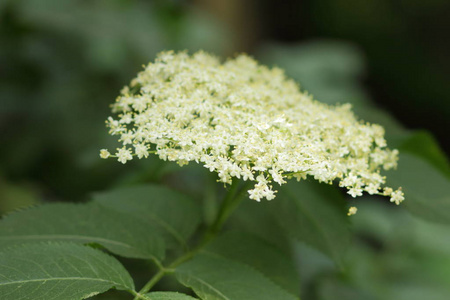 老, 绿狐在植物园里, 白花在灌木上, 开花长者, 愈合勤奋, 健康, 白色小花在绿色背景, 复制空间