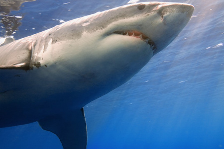 大白鲨图片