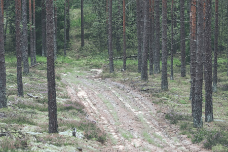 简单的乡村砾石路在夏天在农村与树木周围