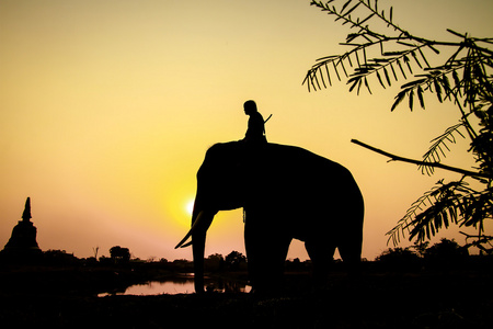 大象在泰国大城府的剪影行动