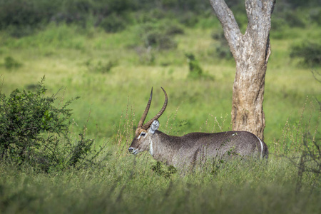 常见的羚羊在南非克鲁格国家公园