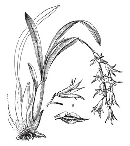 在这张图中显示的花蕾, 花和花瓣和萼片的花朵是两倍, 只要嘴唇, 复古线条画或雕刻插图