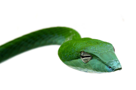 关闭了孤立在白色的粗绿蛇