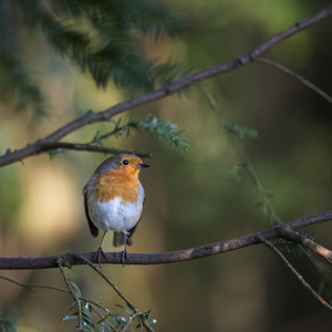 惊人的欧洲罗宾鸟 Erithacus Rubecula 肖像