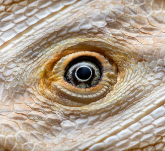 龙的眼睛，leucistic 胡子龙pogona vitticeps