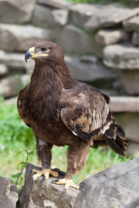 一只鹰，天鹰座 clanga 的肖像
