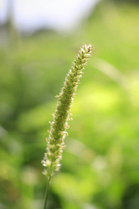 花园里的花朵, 叶子在一个模糊的绿色的自然美景的背景下