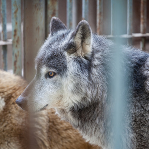 吓狗笼子里的狗可爱快乐的哈瓦那小狗正从宠物箱里向外张望笼子里的狗