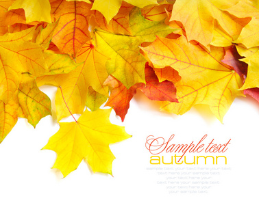 多彩秋天的树叶被隔绝在白色边框框架