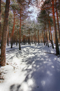 有很多的雪山松林