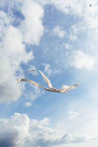 白色的风筝飞蔚蓝色的天空乌云密布。垂直图像