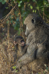 野生的狒狒灵长类, 非洲照片
