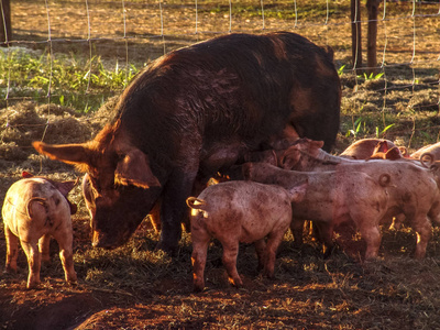 稻草和小猪在日落时哺乳的肥沃母猪