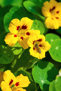 蜜蜂上小黄花特写图片