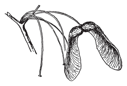 在这个图像中有糖枫的种子, 老式的线条画或雕刻插图
