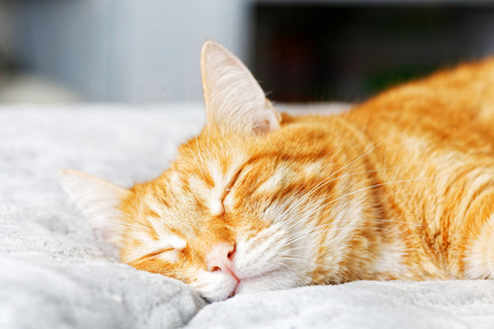 一只姜猫躺在床上, 闭着眼睛睡觉.浅焦点照片