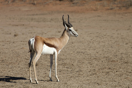 羚羊, Antidorcas marsupialis, 卡拉哈里, 南非