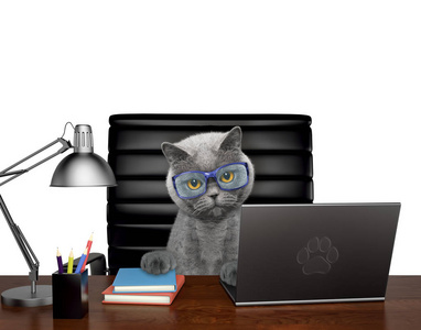 眼镜经理的猫在电脑上做一些工作.在白色上隔离照片