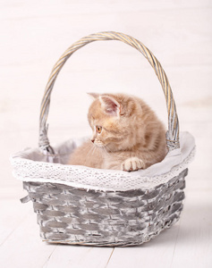 甜苏格兰奶油色小猫坐在柳条编织的篮子。一只猫的画像。在家里的猫