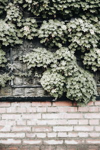 砖砌墙上开花植物的前景色图片