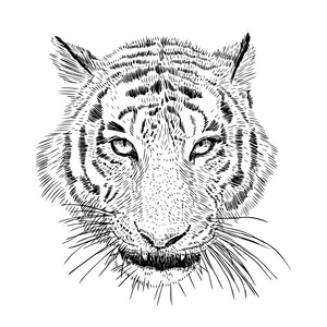 手绘向量黑白艺术肖像的老虎头查出的白色背景.野生猫例证.