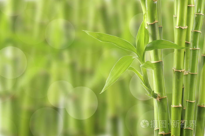 竹背景照片 正版商用图片06o7kx 摄图新视界