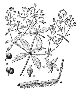 这是茜草科家族的这些花是小黄的.树枝很薄.