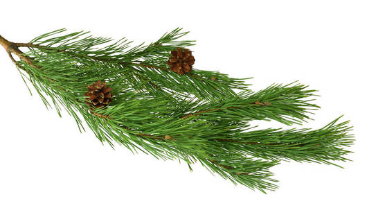 绿松圣诞树绿枝和锥体在白色背景下分离。松树的绿色枝与圆锥。圣诞节