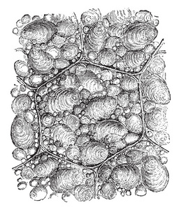 马铃薯淀粉是从马铃薯中提取的淀粉, 复古线条画或雕刻插图