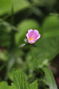 花园里的花朵, 叶子在一个模糊的绿色的自然美景的背景下