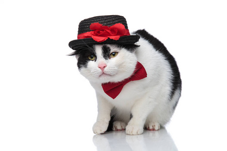 古典猫红色弓领带和黑帽子坐