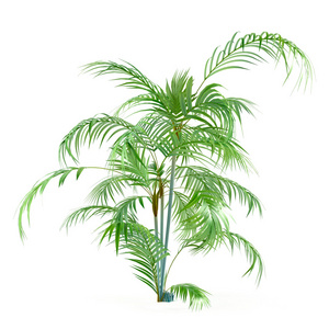 孤立的棕榈植物树