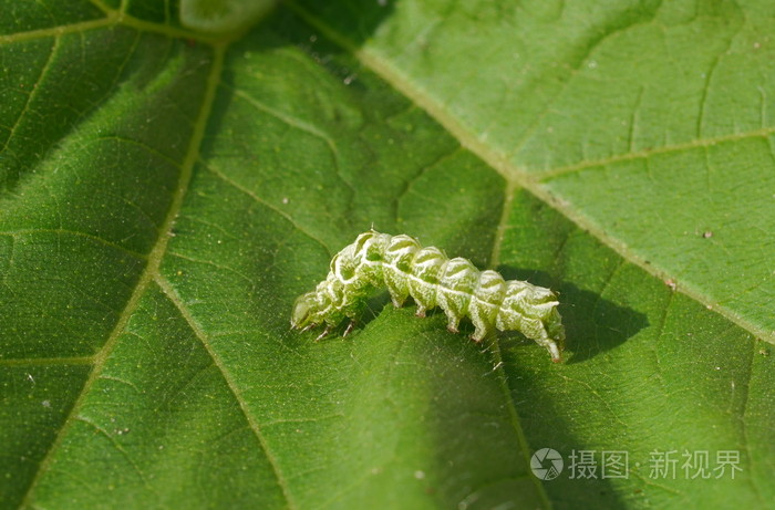 白绿毛虫照片 正版商用图片06ochq 摄图新视界