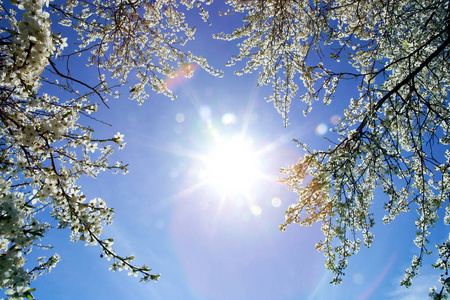 透过树枝仰望明亮的阳光和蓝天。树枝在春天开花。在阳光明媚的日子里盛开的山楂树