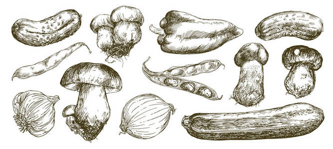 蔬菜和蘑菇。手绘套装