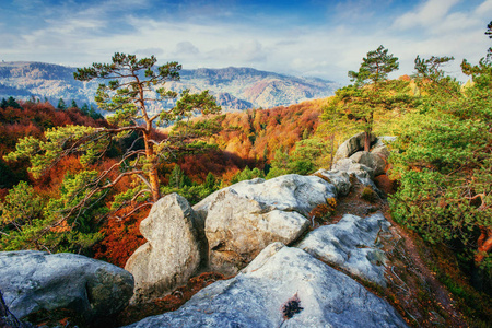 森林在晴朗的下午, 而季节。秋天的风景。乌克兰。欧洲