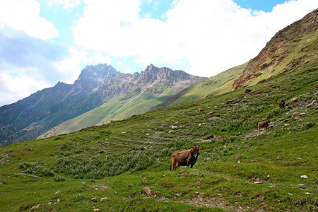 ashukashka 苏谷 天山山脉 吉尔吉斯斯坦