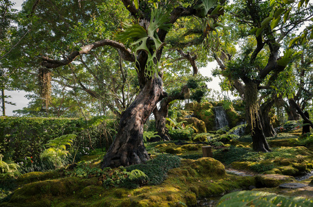 古树古树黑暗森林中的神秘古树河边森林里的一棵古树.