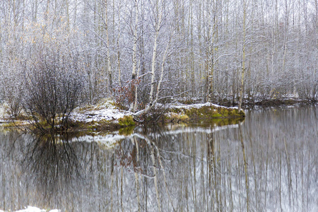 第一个积雪覆盖的桦树在湖上的树枝