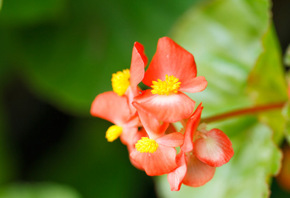 红红海棠花图片