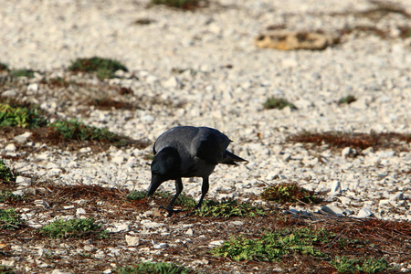 一只大灰乌鸦发现食物面包和坚果